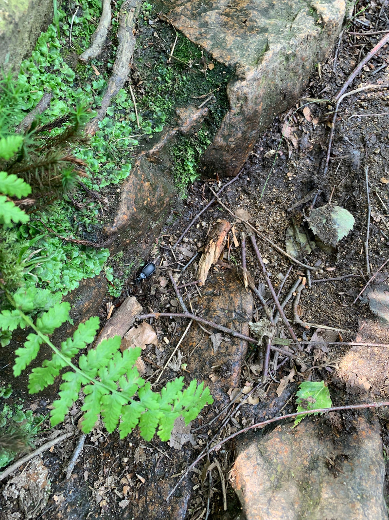 Waldmistkäfer — Bild 3