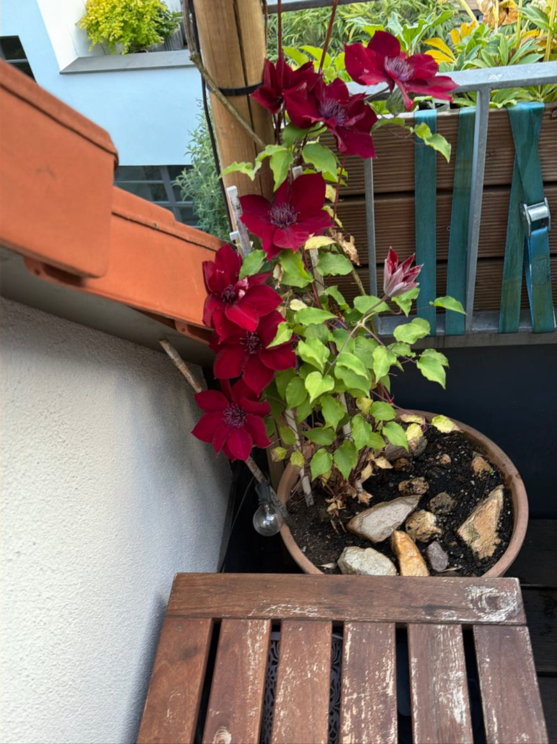 Waldrebe — Bild 2