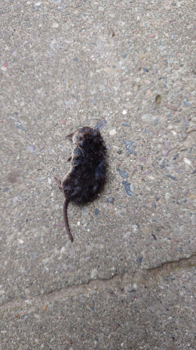 Waldspitzmaus — Bild 1