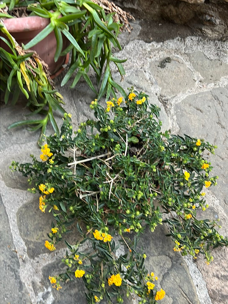 Wandelroeschen — Bild 1