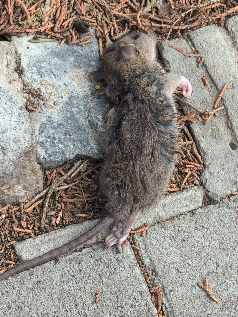 Wanderratte — Bild 1