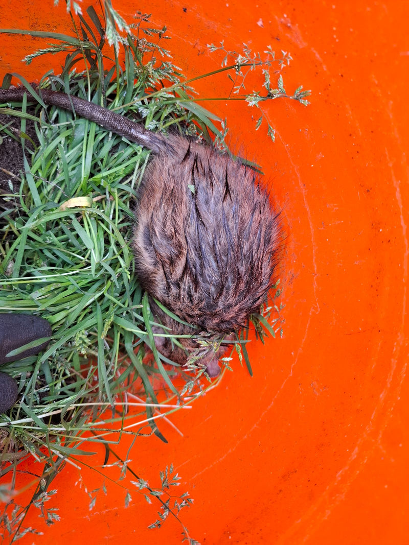 Wanderratte — Bild 5