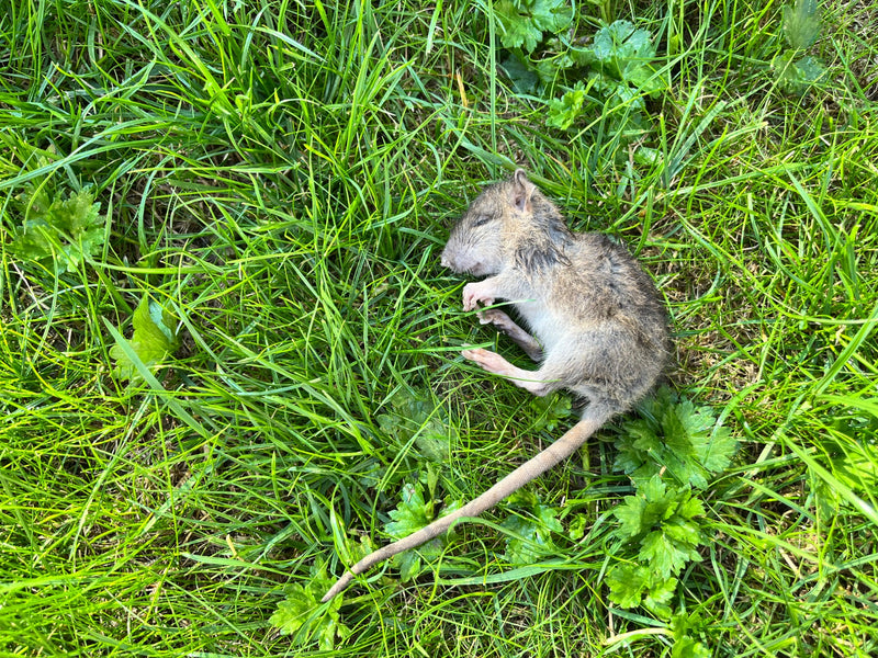 Wanderratte — Bild 3
