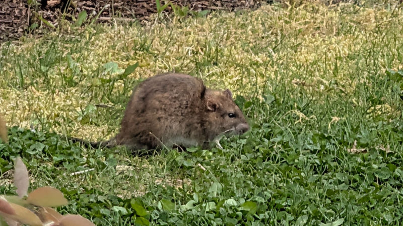 Wanderratte — Bild 3