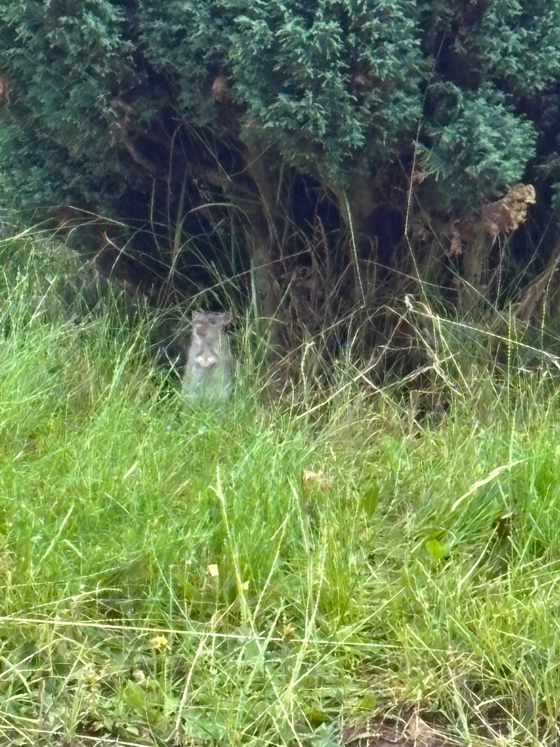 Wanderratte — Bild 2