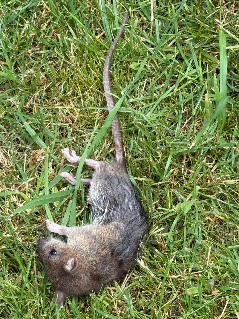 Wanderratte — Bild 2