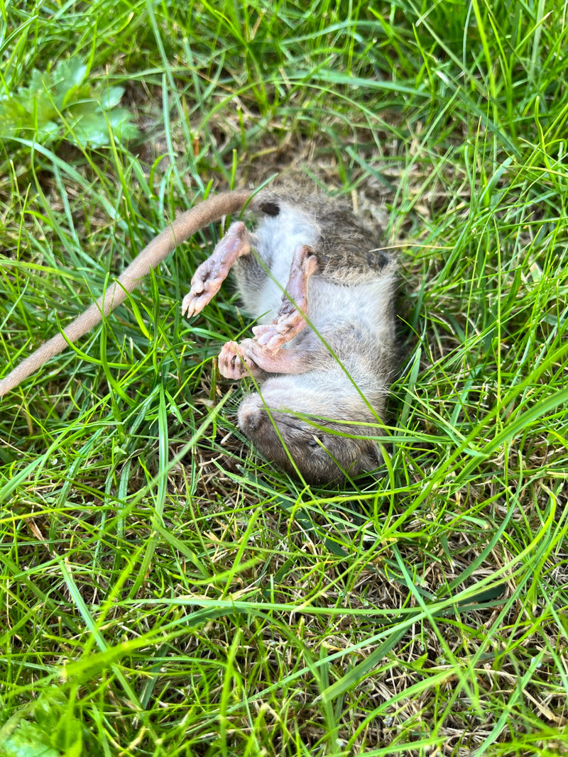 Wanderratte — Bild 1