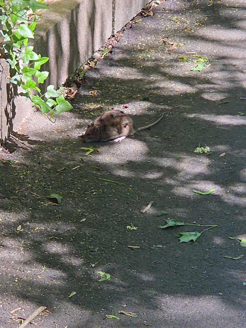 Wanderratte — Bild 4