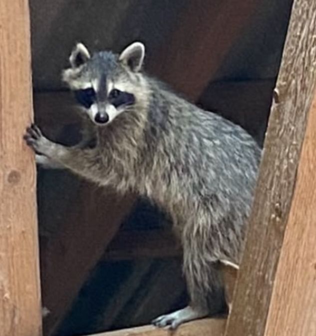 Ein Waschbär steht zwischen Holzbalken und schaut direkt in die Kamera. Das typische schwarz-weiße Gesichtsmuster ist gut zu erkennen.