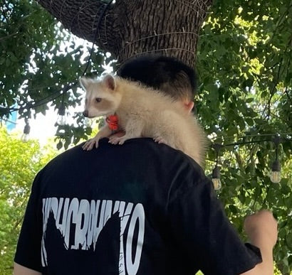Ein heller Waschbär sitzt auf der Schulter einer Person. Im Hintergrund ist ein Baum zu sehen.