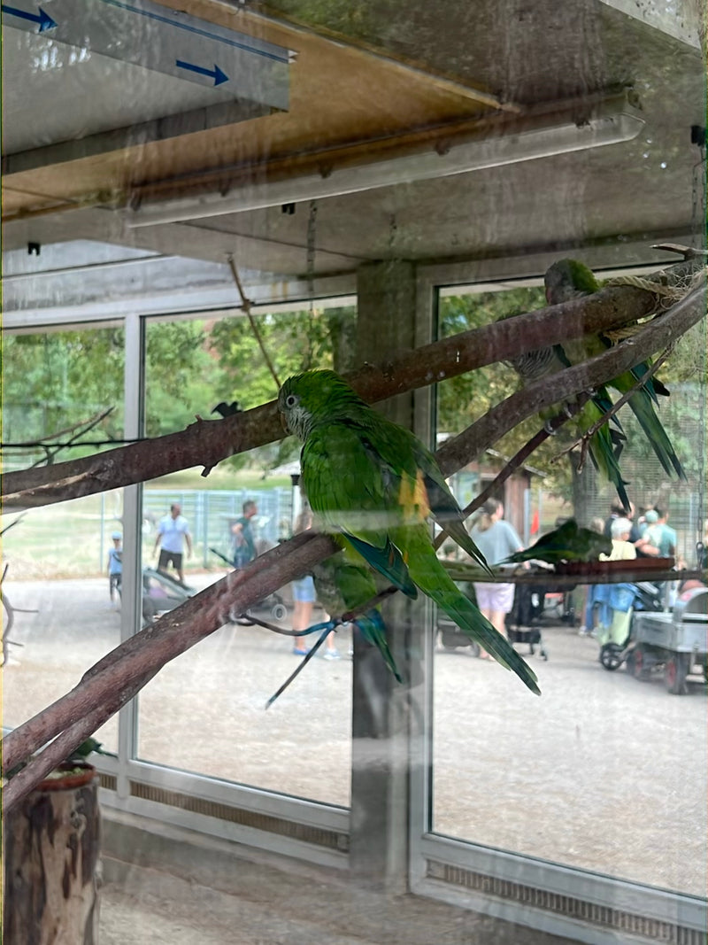 Weißaugen-Sittich — Bild 2 von 2