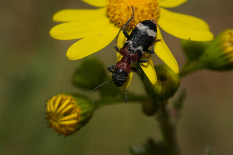 Weißbindiger Bienenkäfer — Bild 1