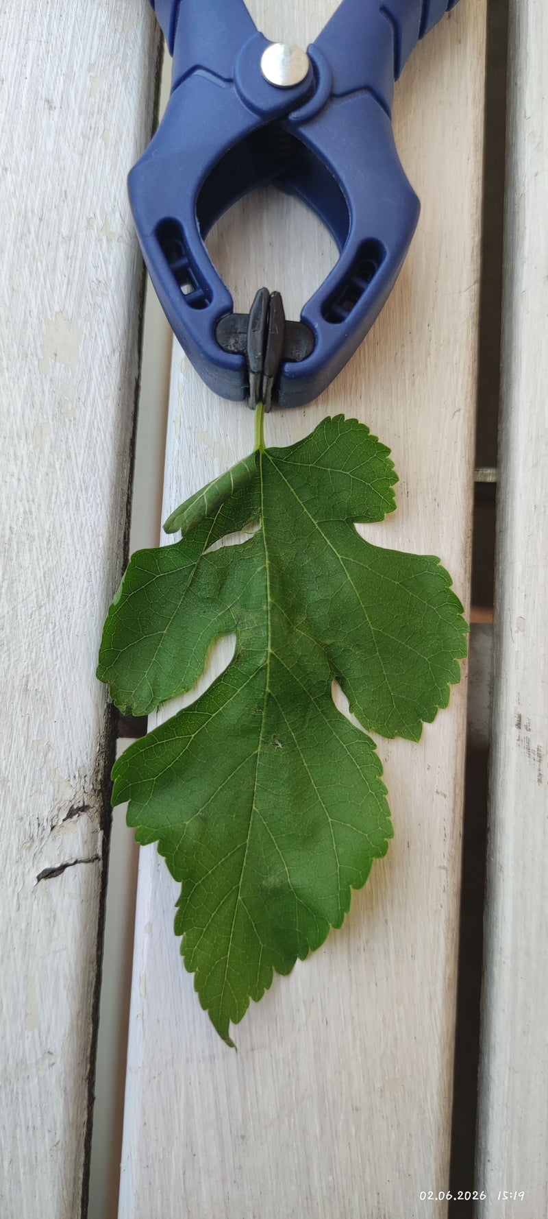 Maulbeerbaum — Bild 2