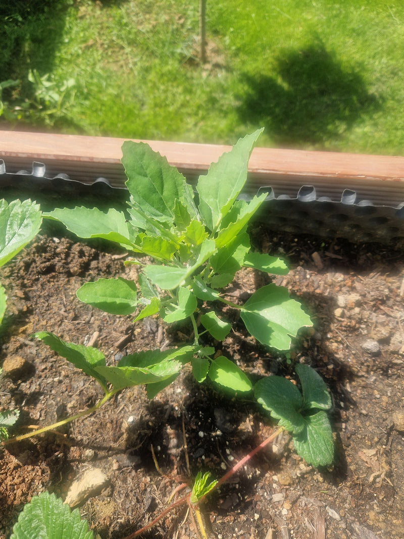 Weißer Gänsefuß — Bild 4