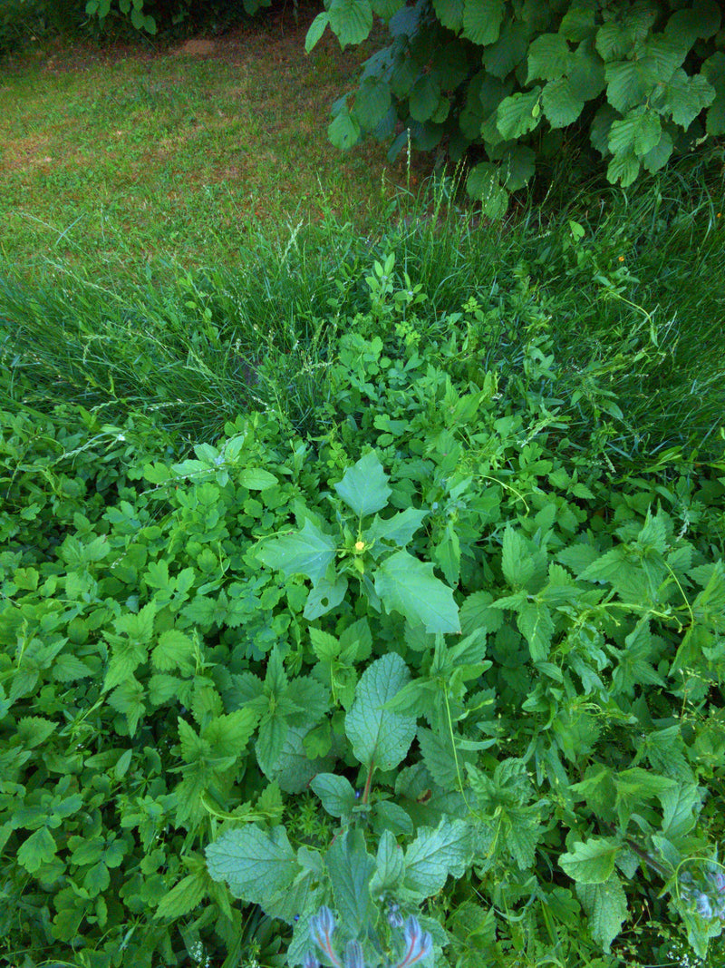 Weißer Gänsefuß — Bild 3