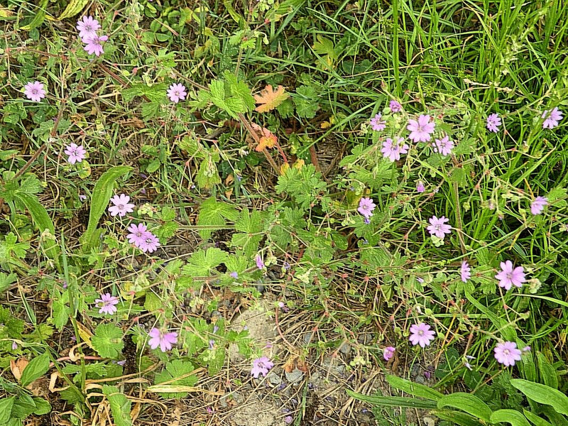 Weicher Storchschnabel — Bild 2