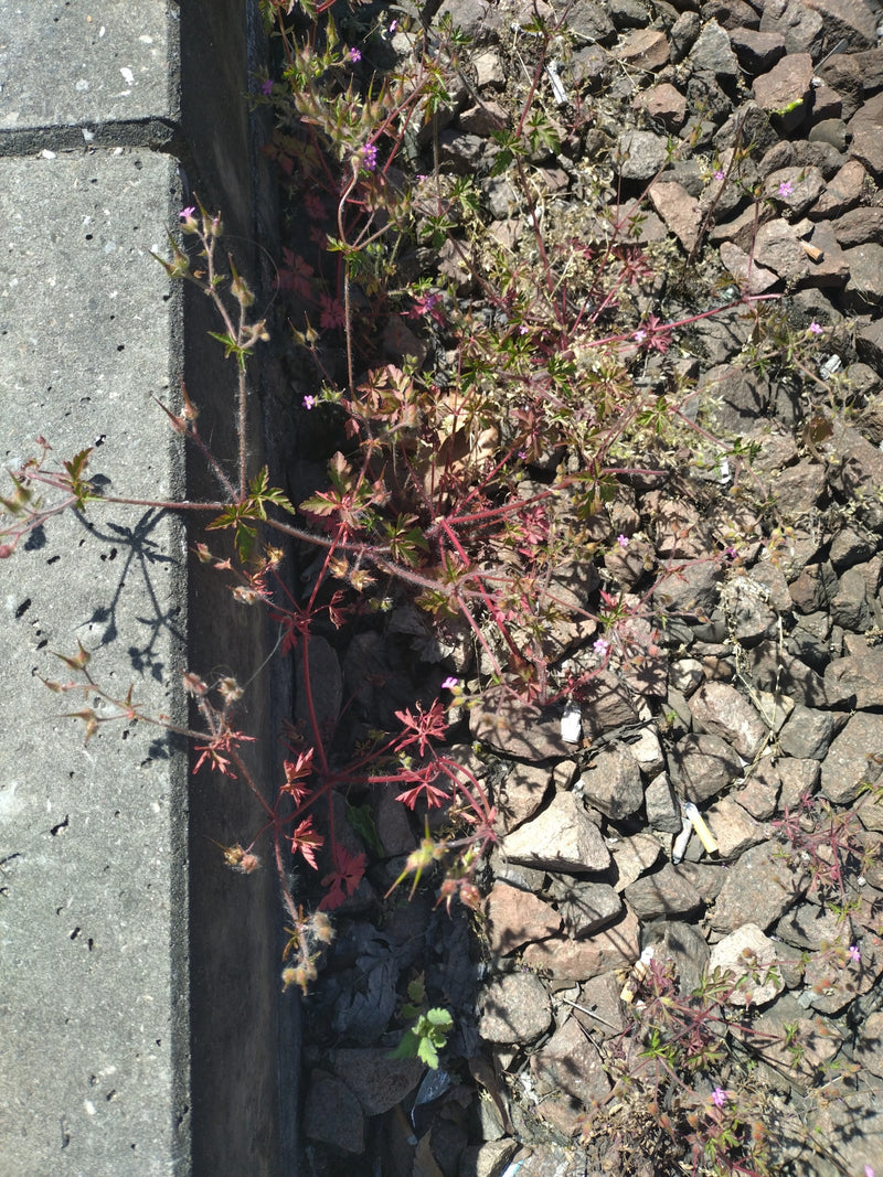Weicher Storchschnabel — Bild 3