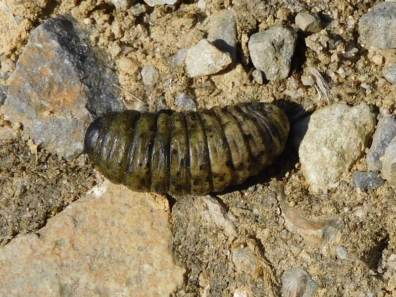Weidenbohrer — Bild 5