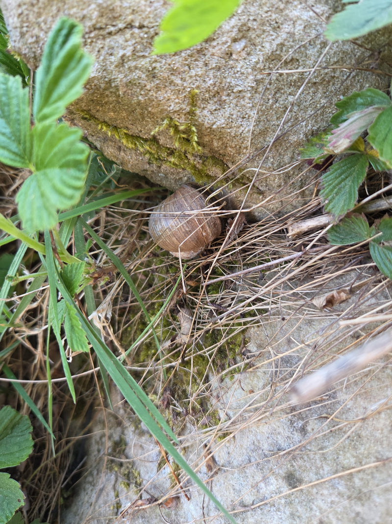 Weinbergschnecke — Bild 5