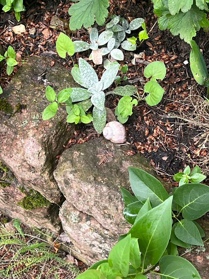 Weinbergschnecke — Bild 1