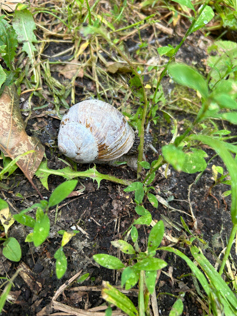 Weinbergschnecke — Bild 3