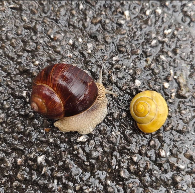 Weinbergschnecke — Bild 2