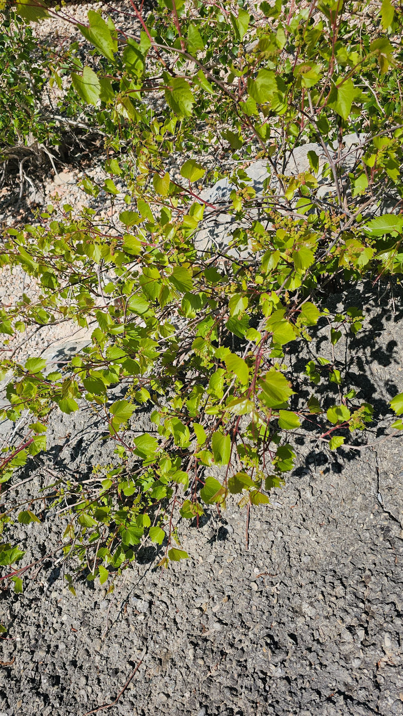 Zierwein — Bild 1