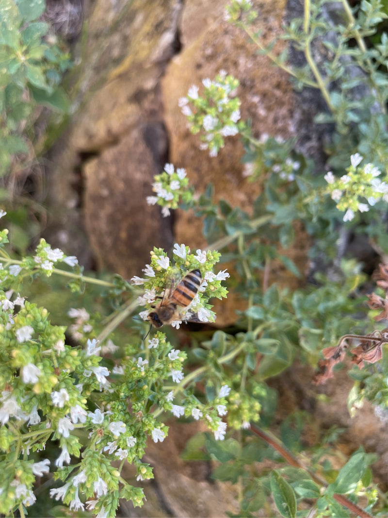 Honigbiene — Bild 5