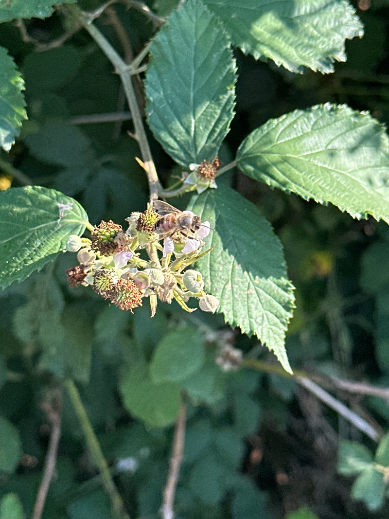 Honigbiene — Bild 2