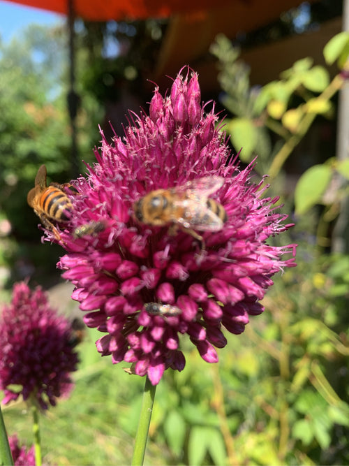 Honigbiene (Apis mellifera) – Bild 4