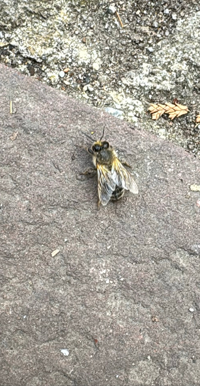 Honigbiene — Bild 2