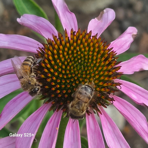 Honigbiene (Apis mellifera) – Bild 3
