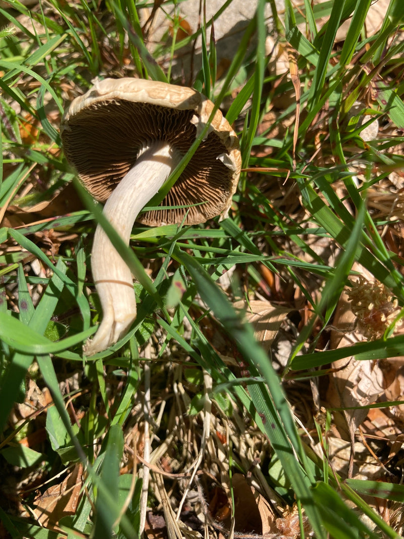 Wiesen-Champignon — Bild 1