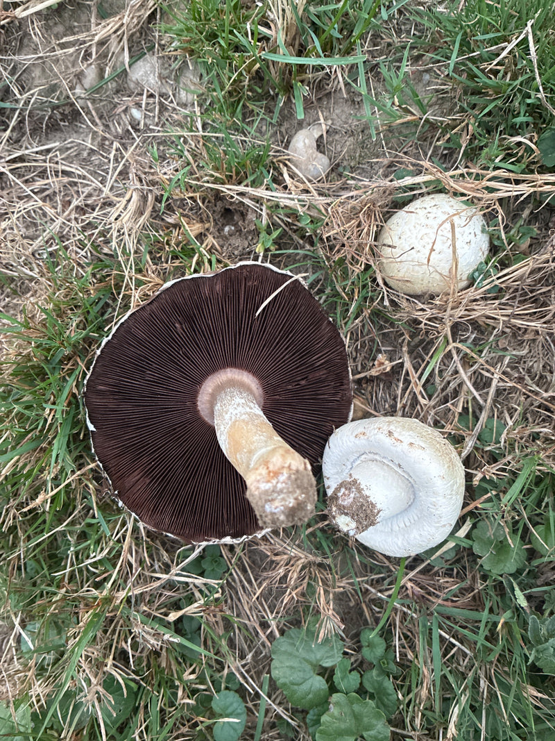 Wiesen-Champignon — Bild 1