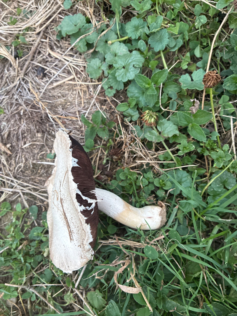 Wiesen-Champignon — Bild 3