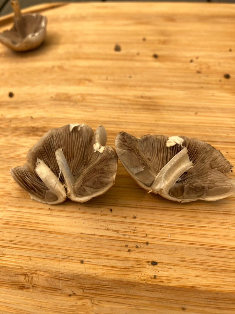 Wiesen-Champignon — Bild 5