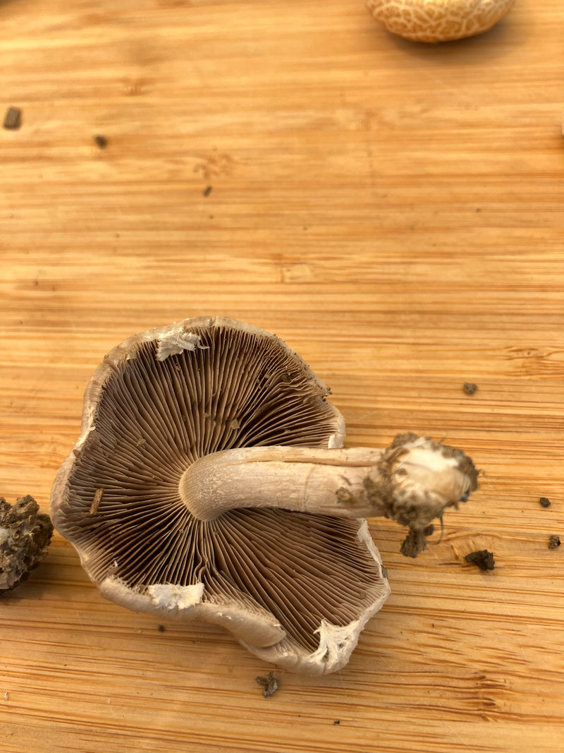 Wiesen-Champignon — Bild 3