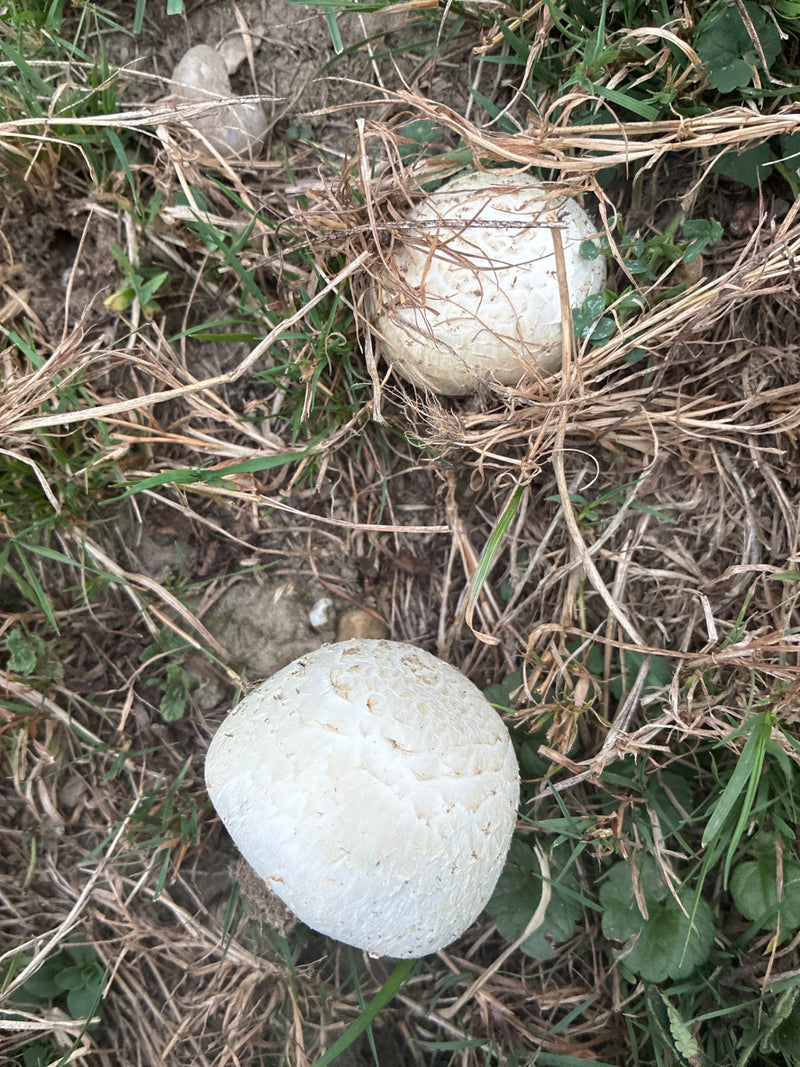 Wiesen-Champignon — Bild 2