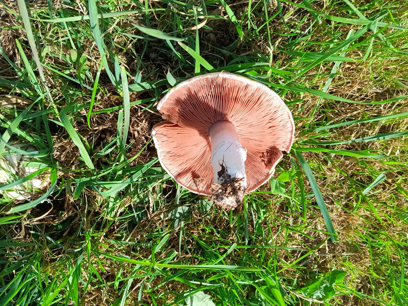 Wiesen-Champignon — Bild 3 von 19
