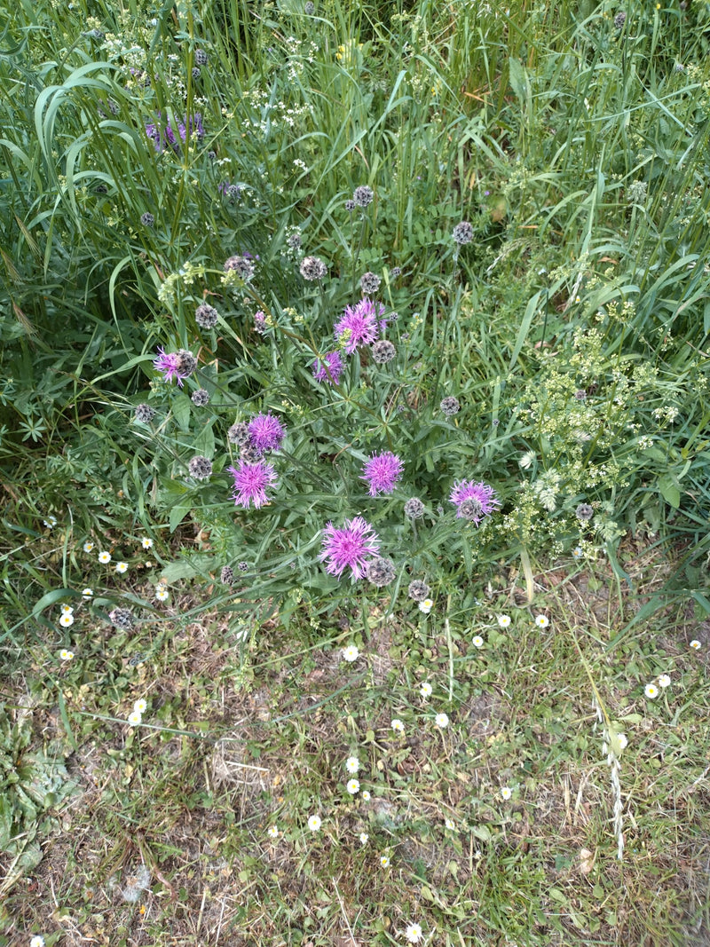 Wiesen-Flockenblume — Bild 3