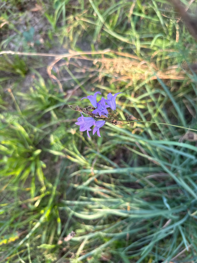 Ausgebreitete Glockenblume — Bild 3 von 3
