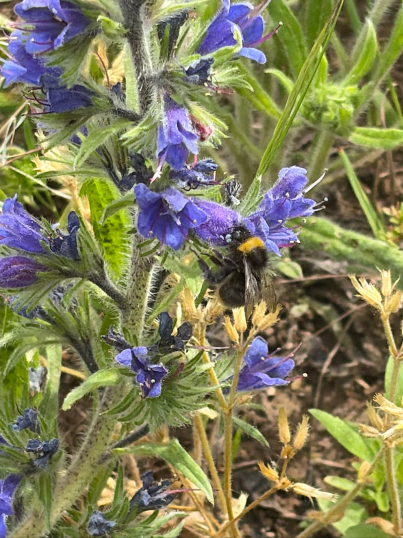 Wiesenhummel — Bild 2