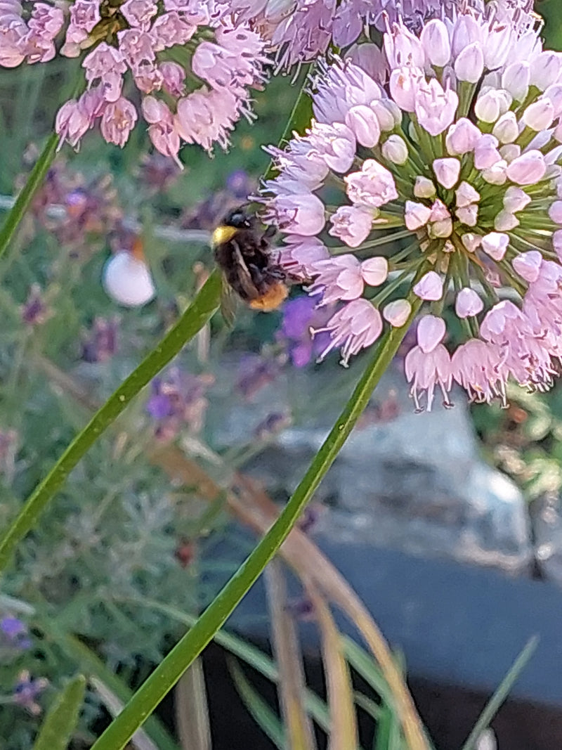 Eine Wiesenhummel sitzt auf einer rosa Blüte und sammelt Nahrung. Die Aufnahme zeigt das Insekt von der Seite in seiner natürlichen Umgebung.