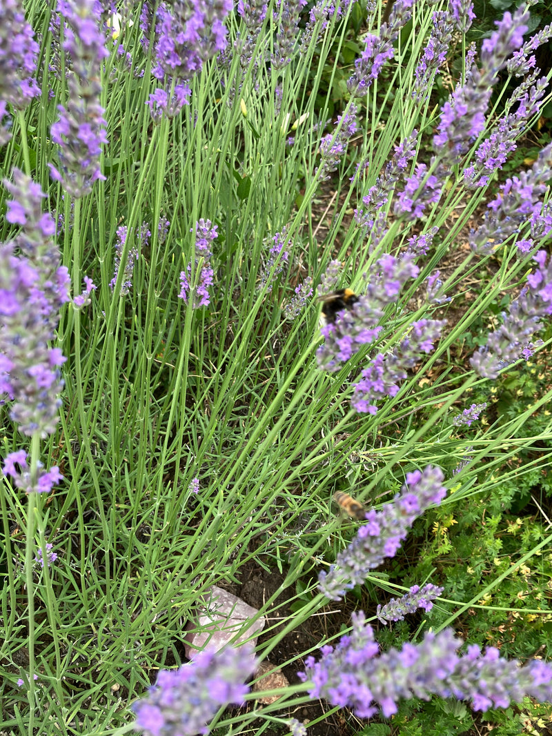 Eine Wiesenhummel sitzt auf den lila Blütenständen einer Lavendelpflanze und sammelt Nektar.