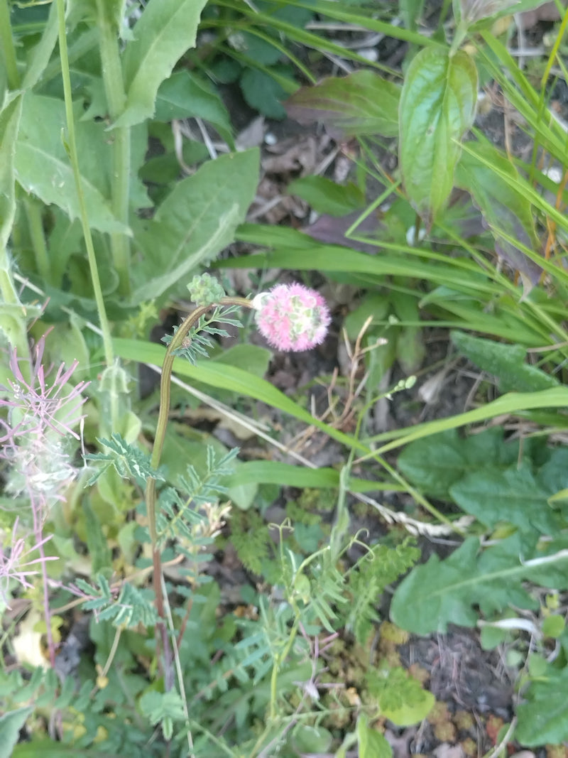 Pimpinelle — Bild 3