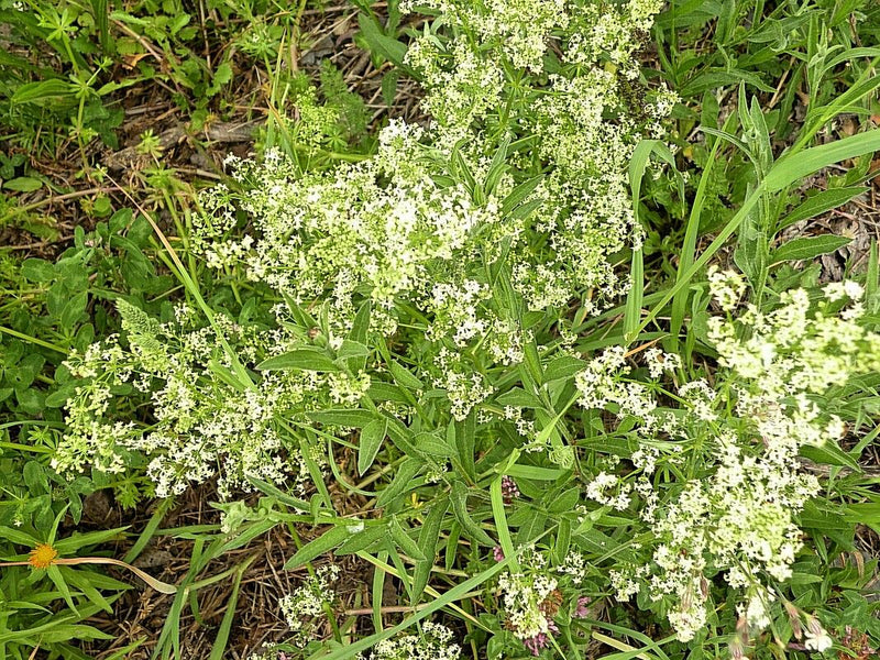 Wiesen-Labkraut — Bild 1