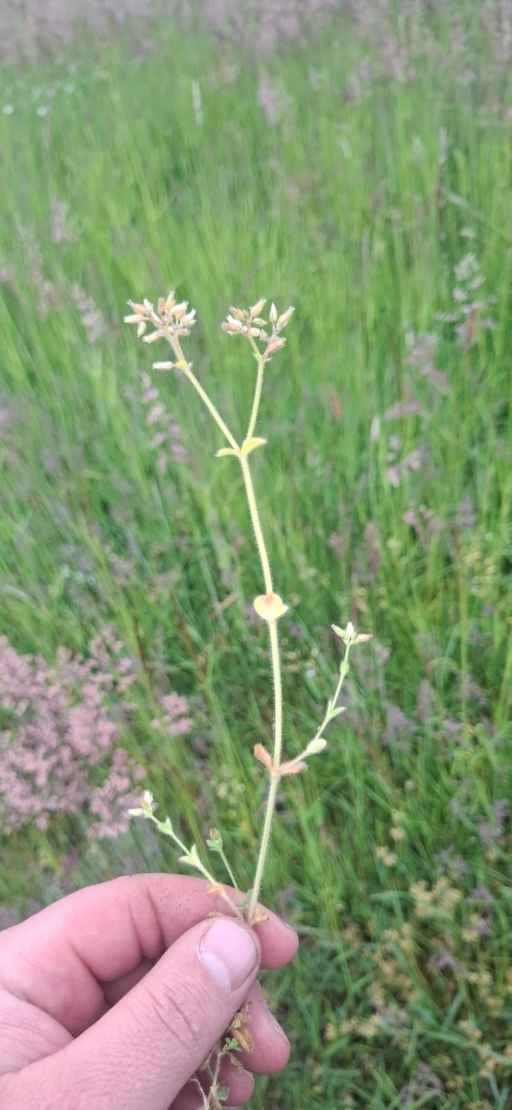 Wiesen-Labkraut — Bild 3