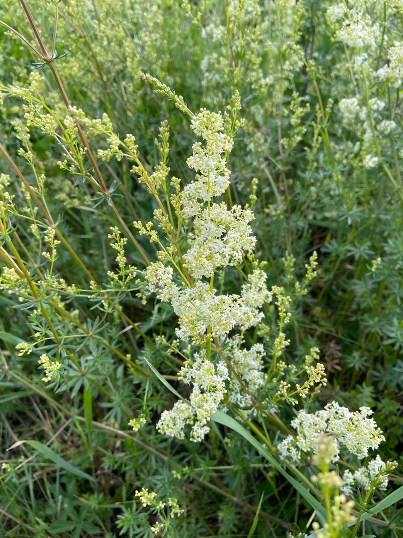 Wiesen-Labkraut — Bild 2
