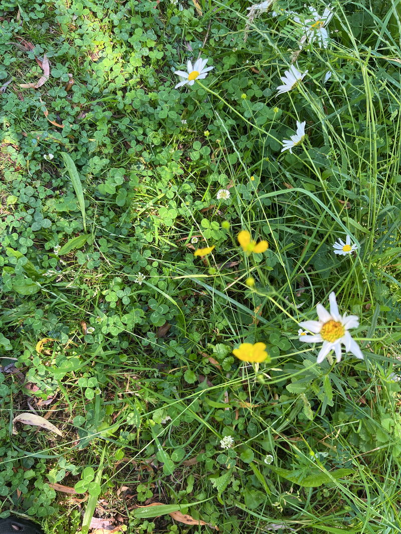 Margeriten — Bild 1