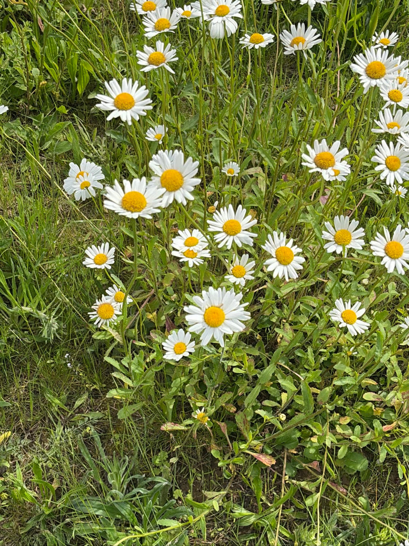 Margeriten — Bild 2